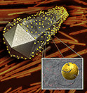 Advanced Materials illustration of nanocob