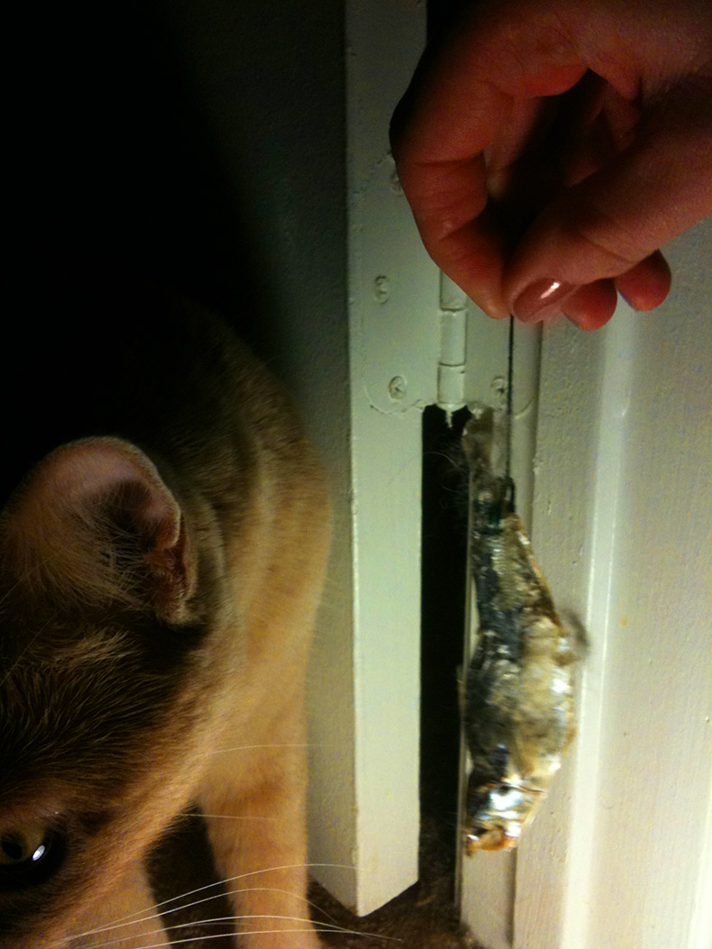 fish mobile kitty disinterested