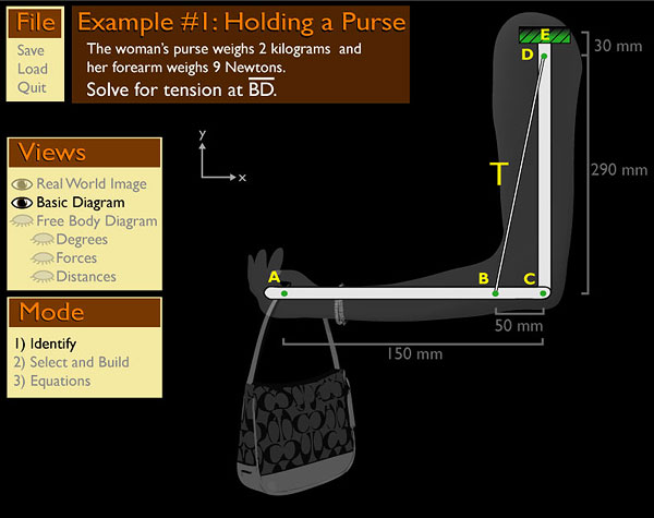 The Purse Problem: Muscle and Bones provide Basic Structure